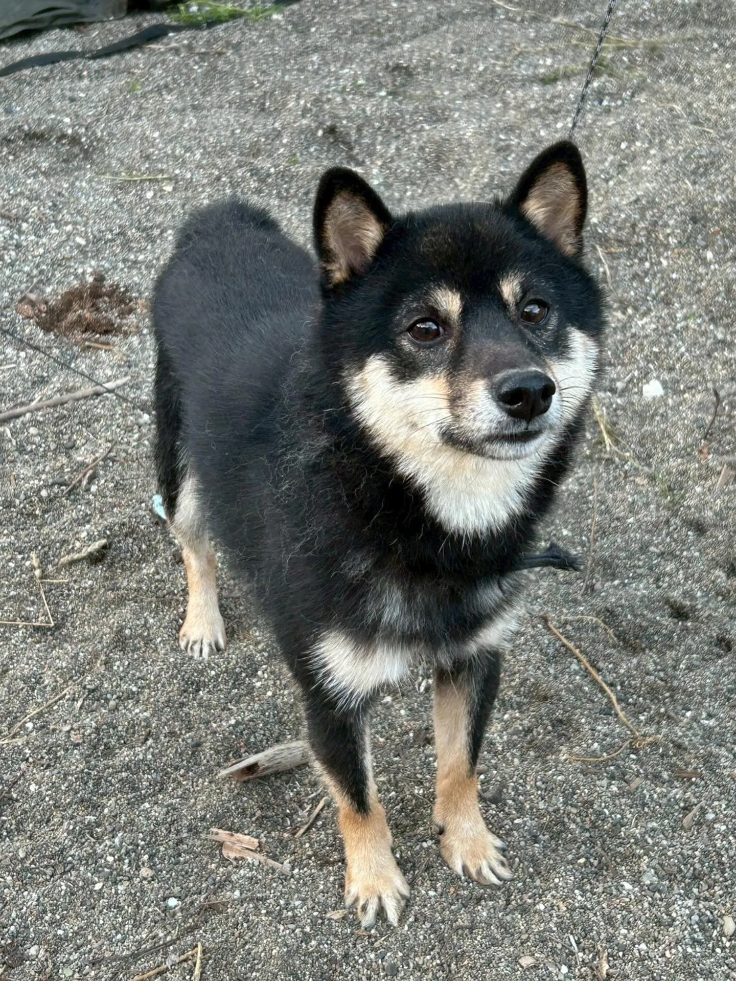 我が社の会長　わかがしら2歳